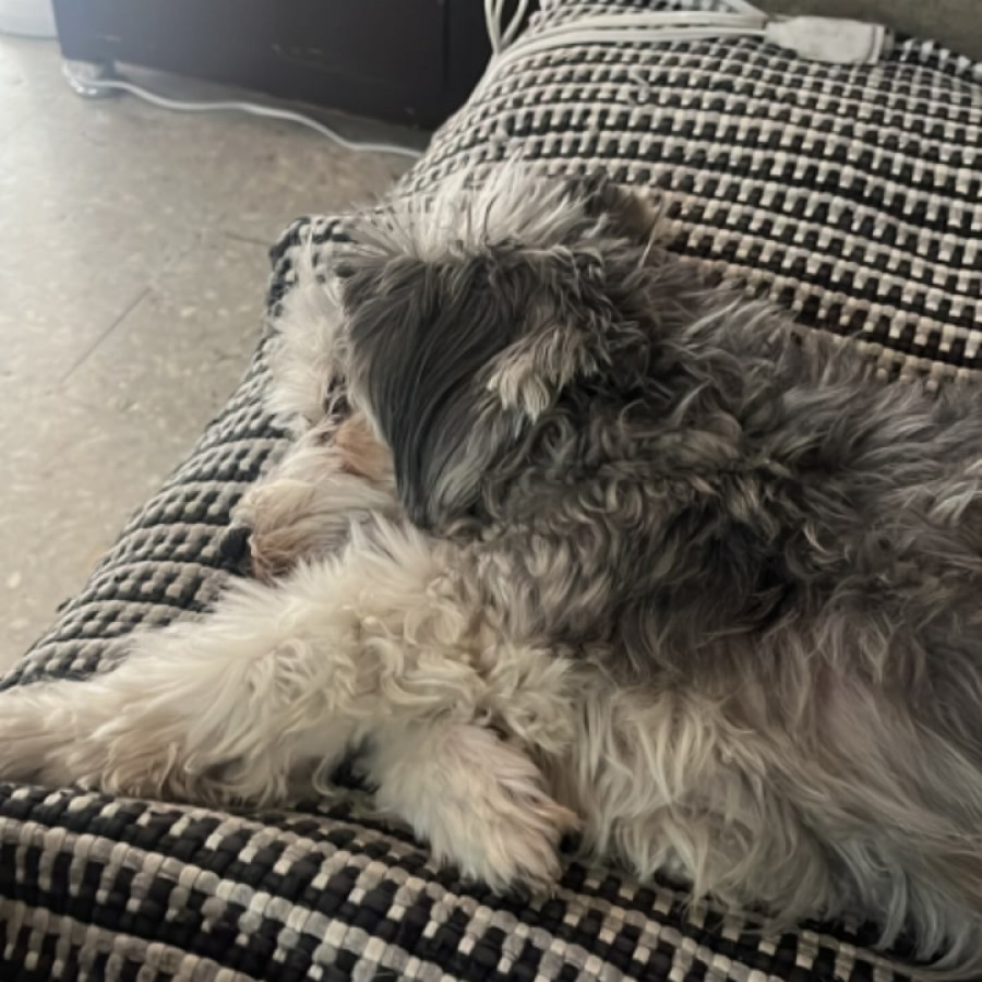 BONIS | Raza Mestiza, cruza de Schnauzer | Perdida