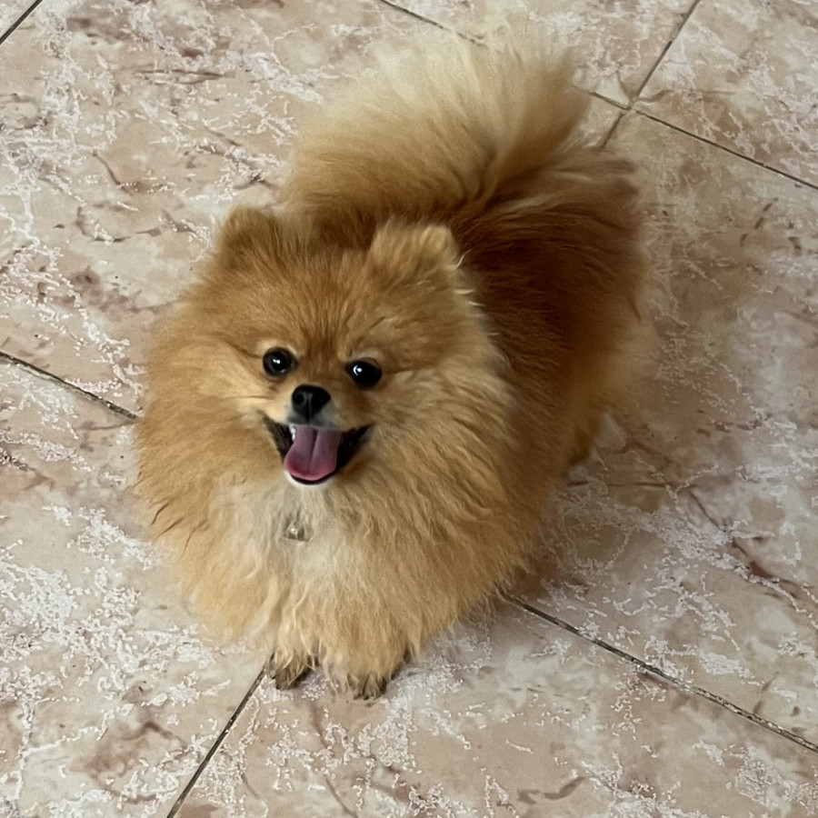 BOSS | Raza Pomerania | Perdido