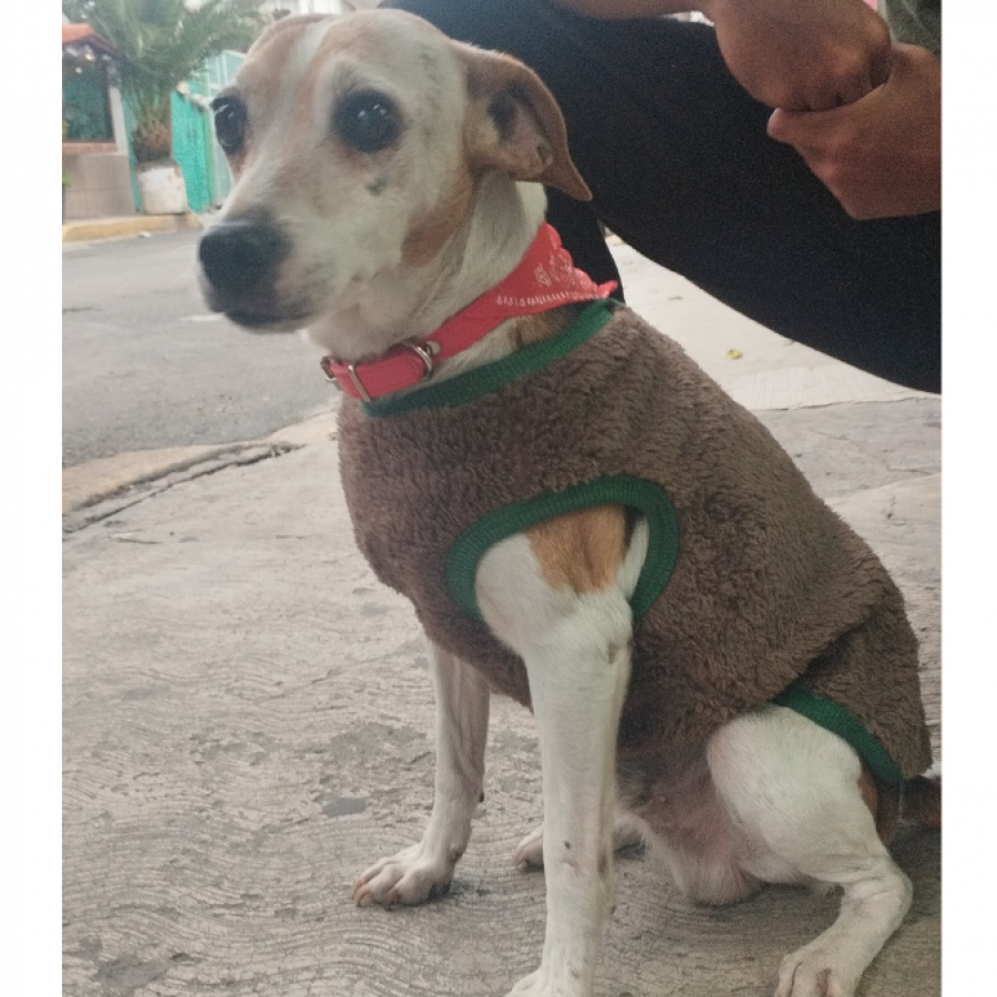 CODY | Raza Fox Terrier | Final Feliz