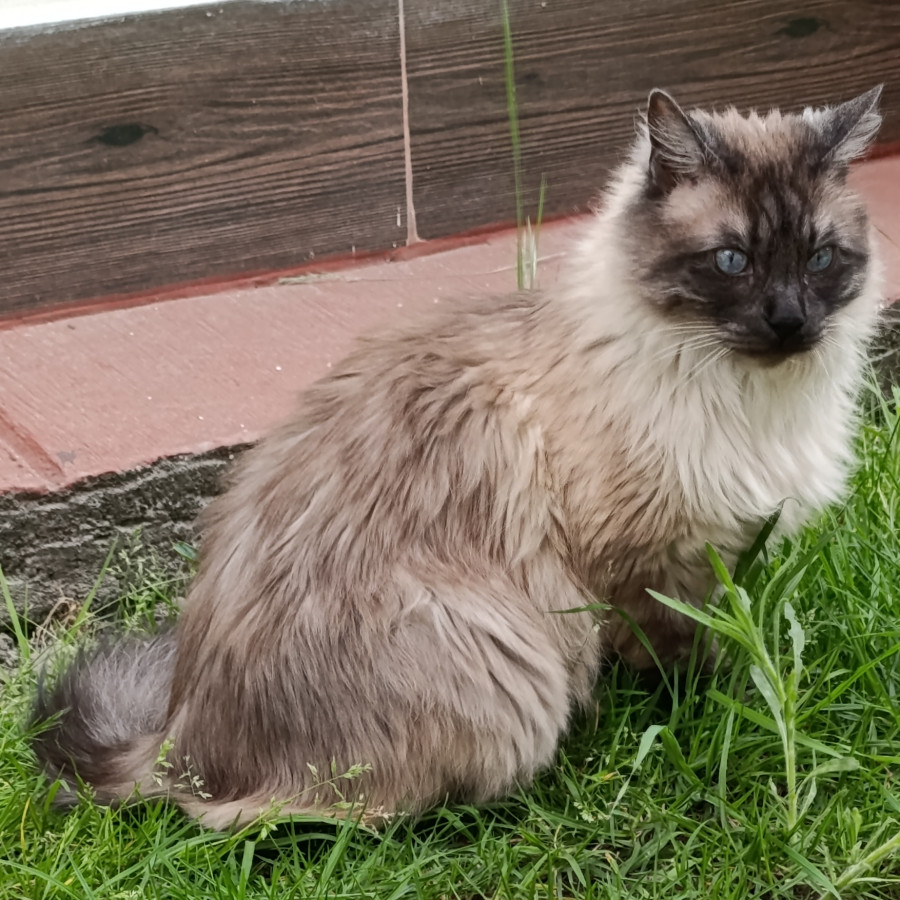 KIKI | Raza Balinés punto foca | Perdido