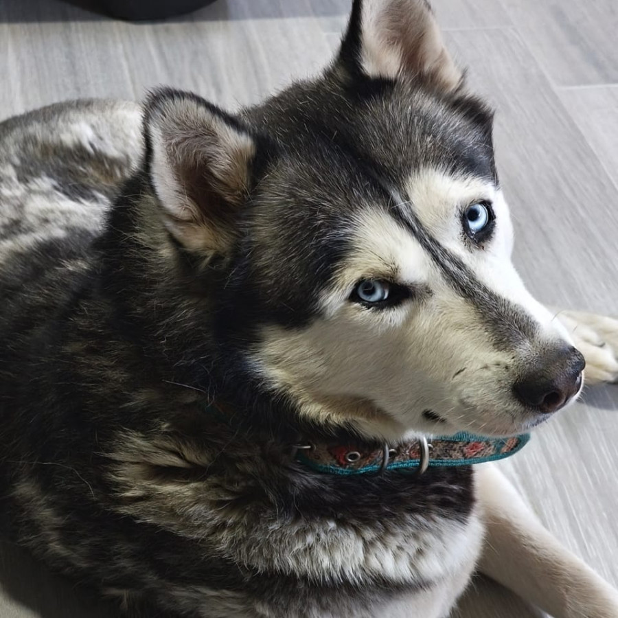 LOBO | Raza Husky Siberiano | Final Feliz