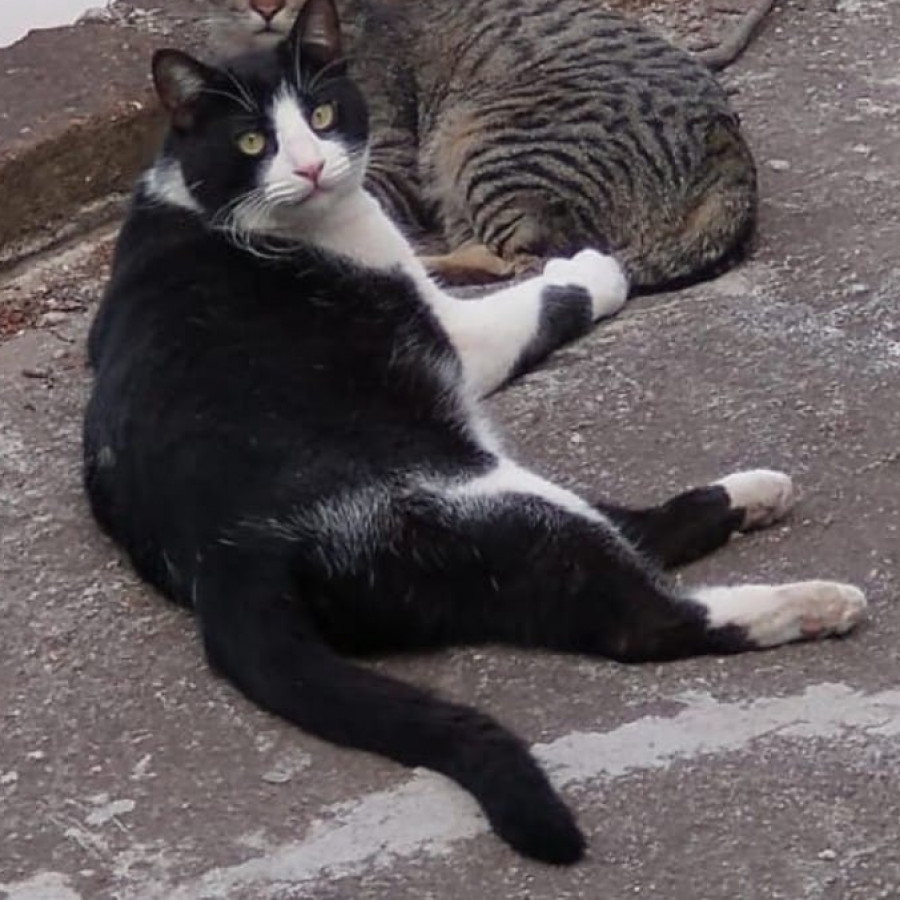 BAYITO | Raza Doméstico Americano de pelo corto | Perdido