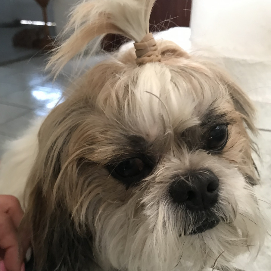 HACHI | Raza Shih Tzu  | Perdido