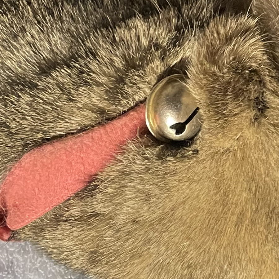 GRIS | Raza Doméstico Américano de Pelo Corto | Perdida