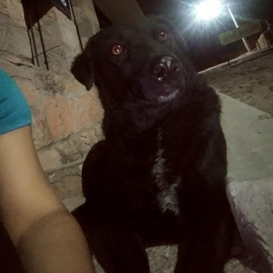 NITA | Raza Mestiza, cruza de Labrador | Perdida