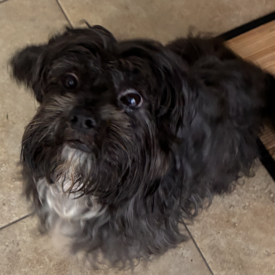  | Raza Mestizo, cruza de Shih Tzu con Schnauzer | Final Feliz