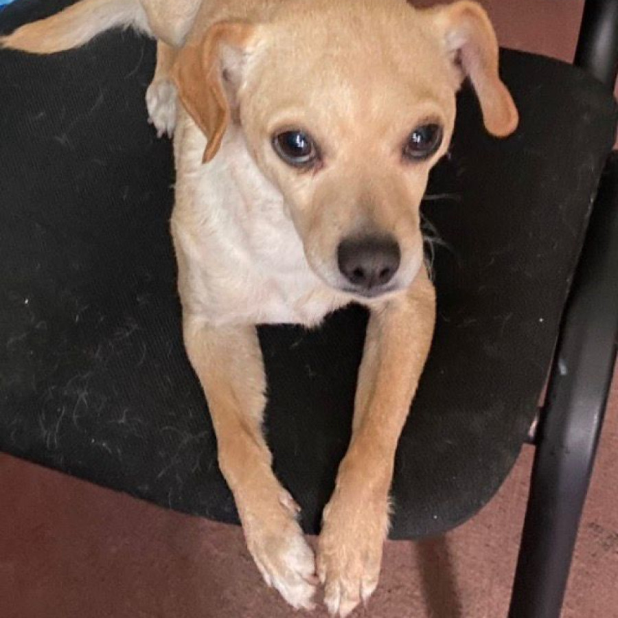 NINA | Raza Mestiza, cruza de Chihuahua | Final Feliz