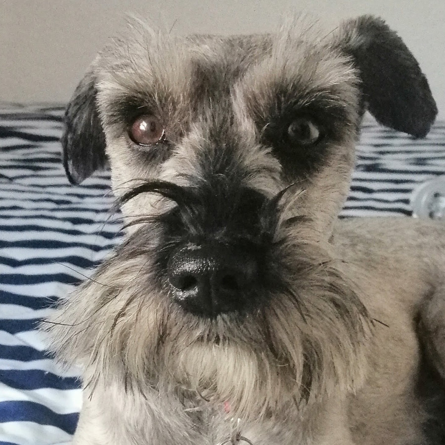MIKA | Raza Schnauzer | Perdida