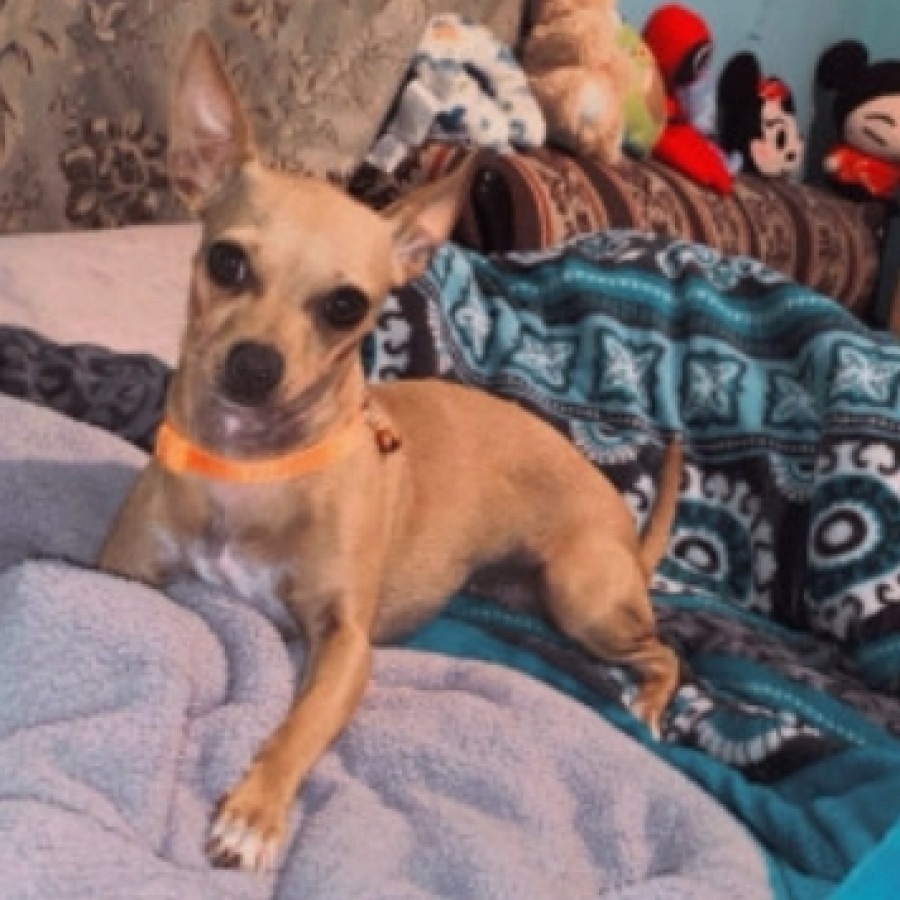 PRISCA | Raza Chihuahua | Perdida