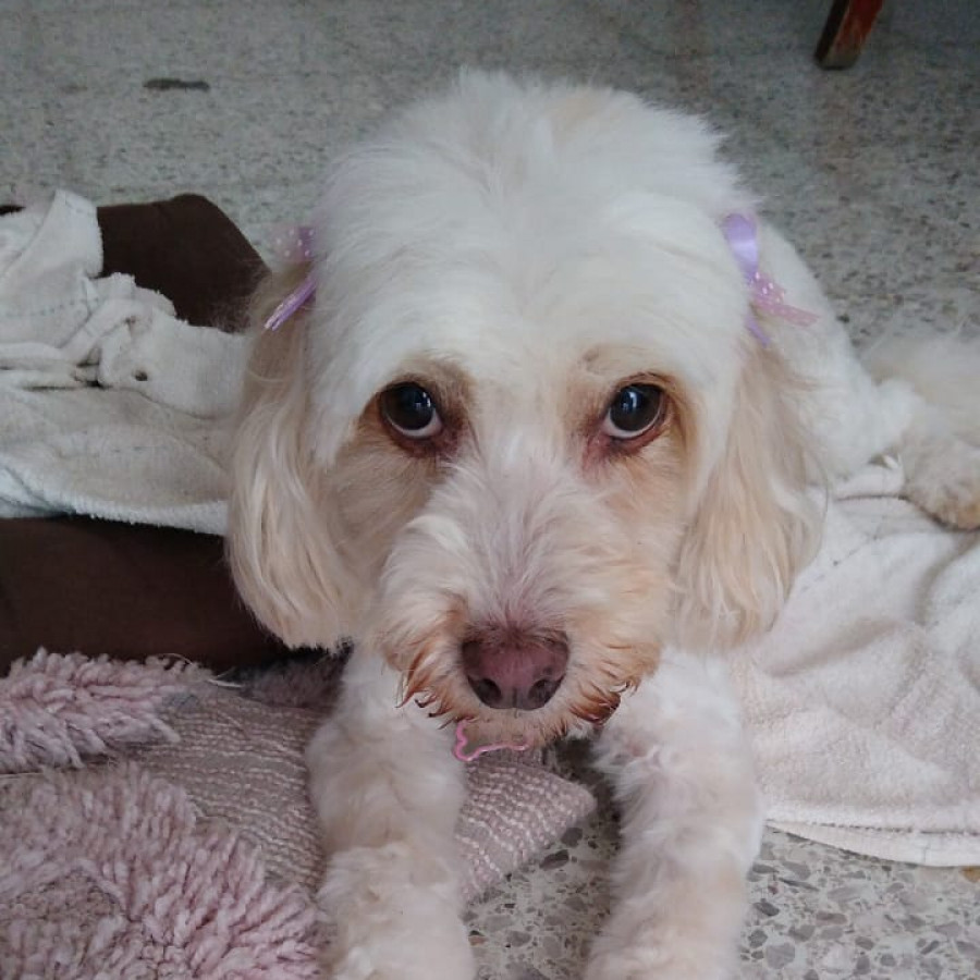 VEZZY (VETZI) | Raza Mestiza, cruza de French Poodle con Maltés (Maltipoo) | Perdida