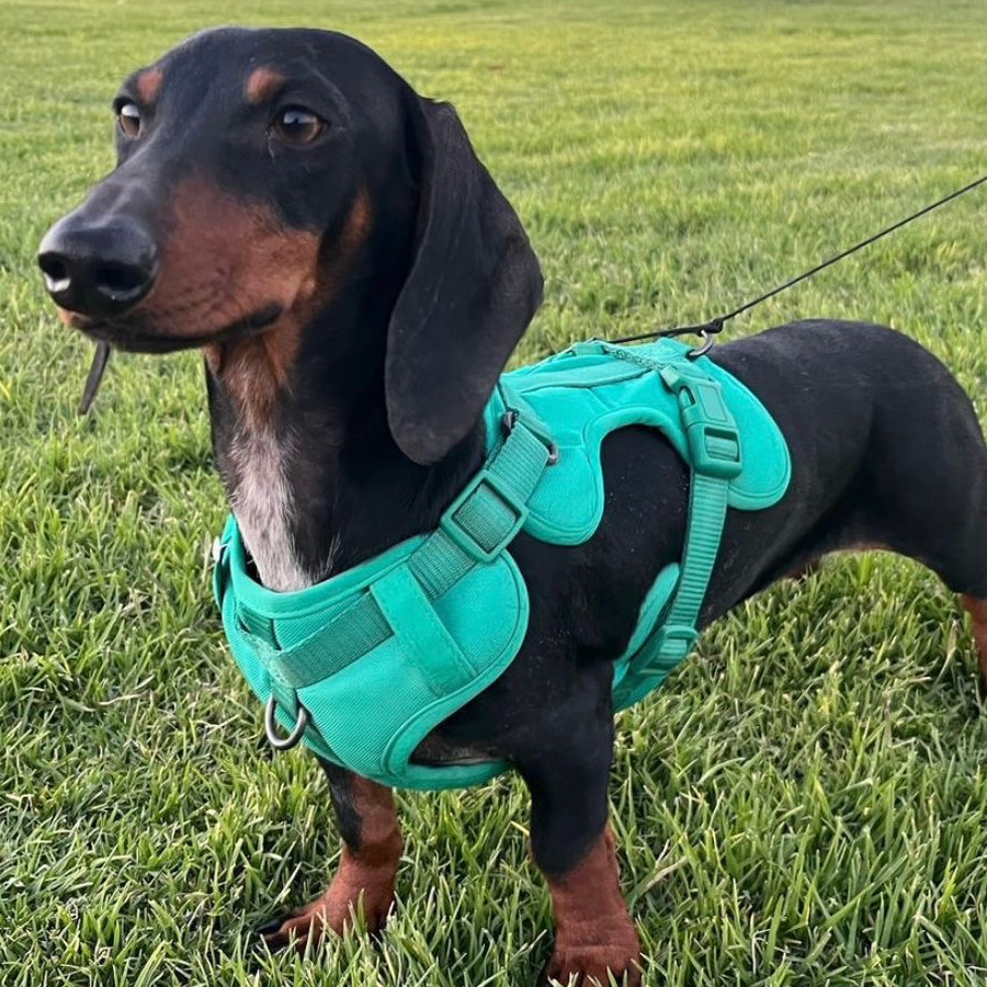 ROCKO | Raza Dachshund o Salchicha  | Final Feliz