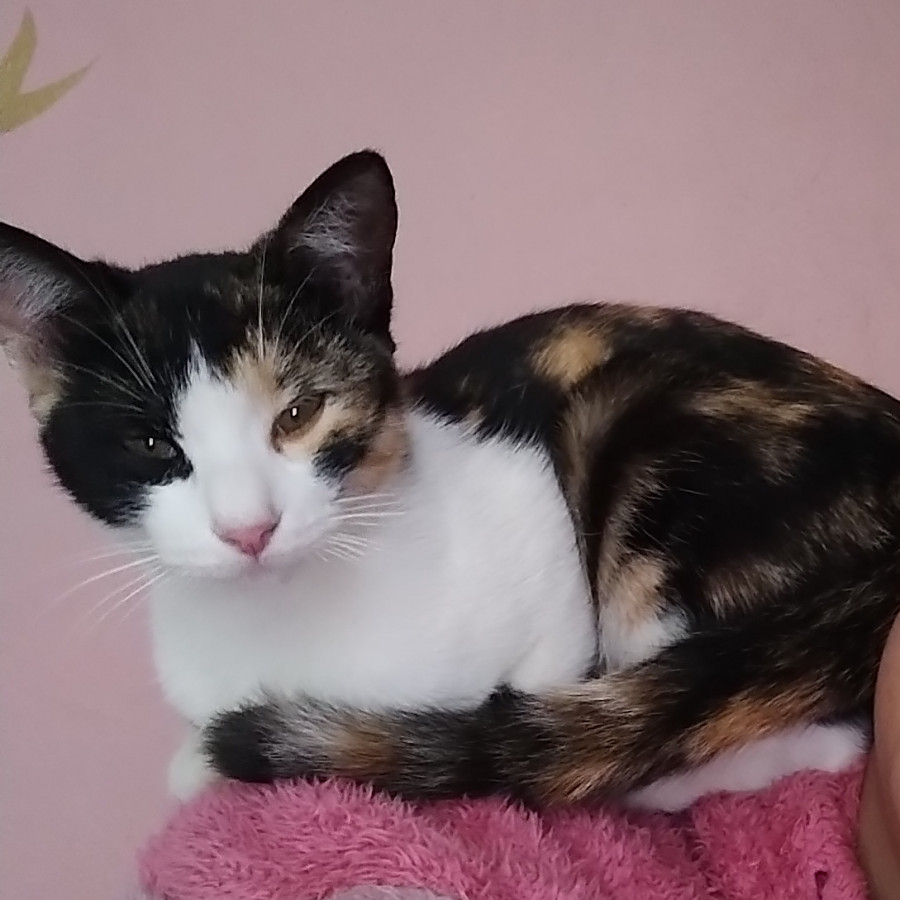 LUPITA | Raza Calicó, tricolor, de pelo corto | Final Feliz