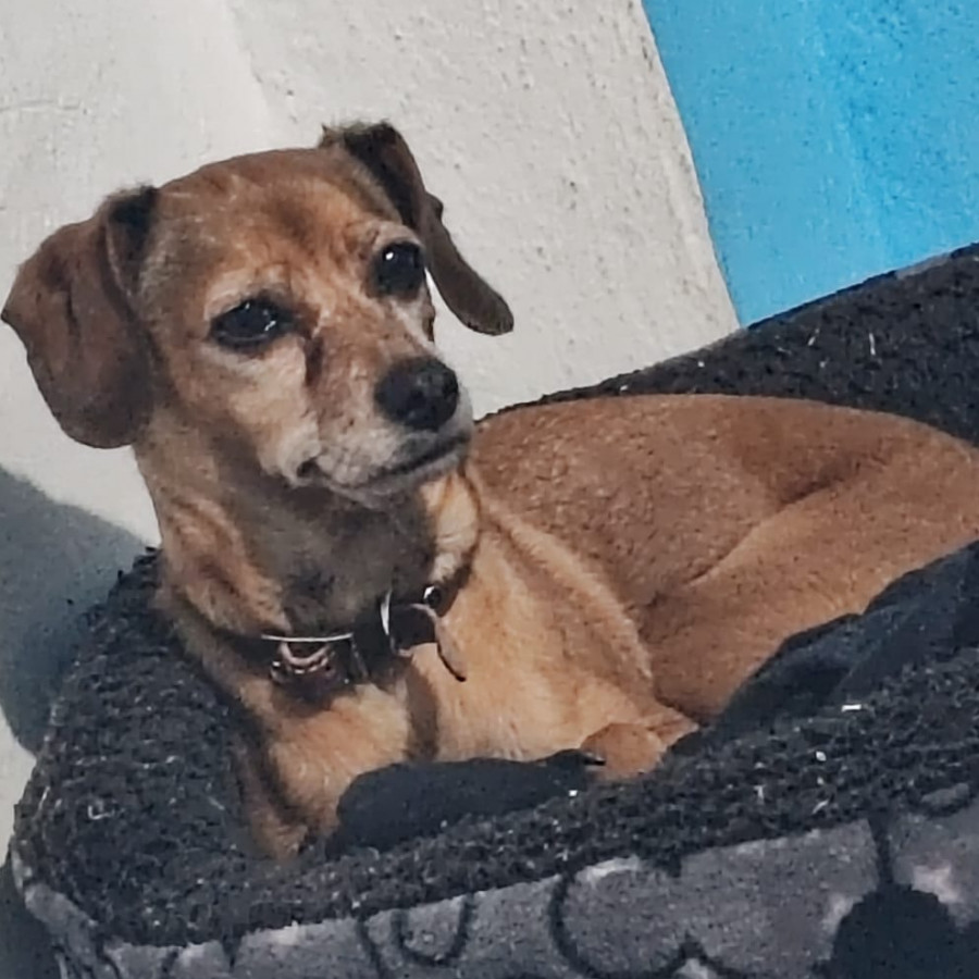CANELA | Raza Mestiza, Cruza De Dachshund O Salchicha | Perdida