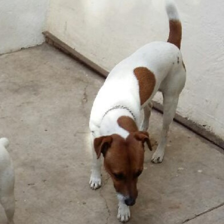 ROSS | Raza Jack Russell Terrier | Perdido