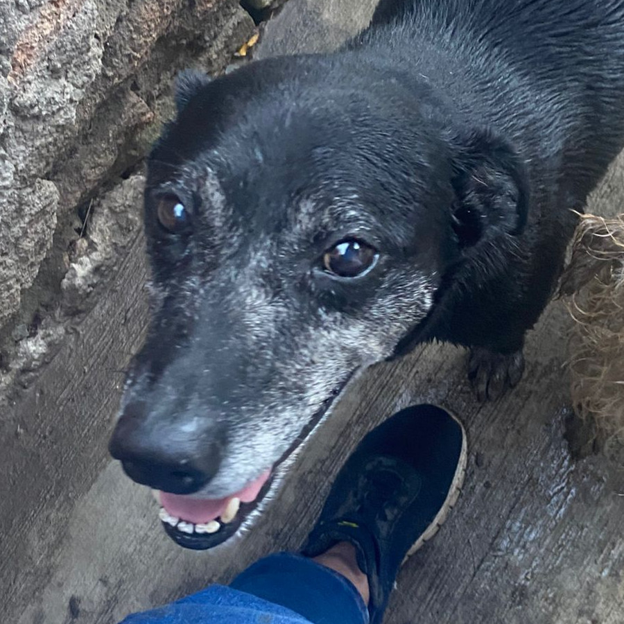 REGALO | Raza Mestizo,  cruza de Labrador | Perdido