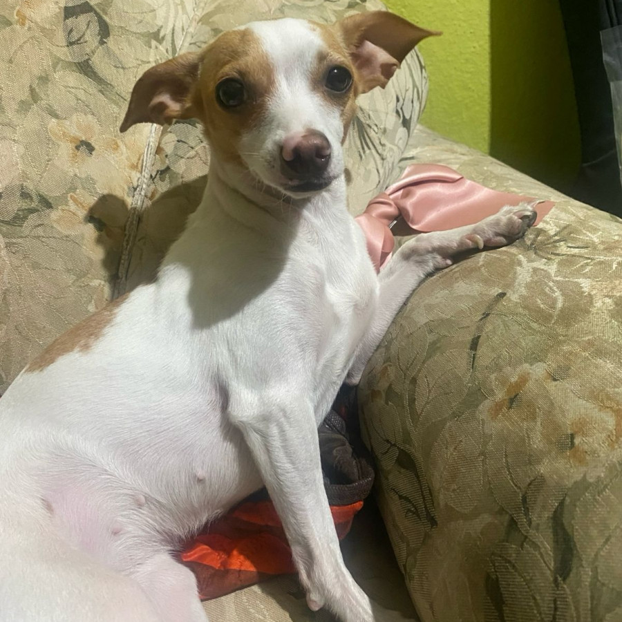 KITTY | Raza Chihuahua | Perdida