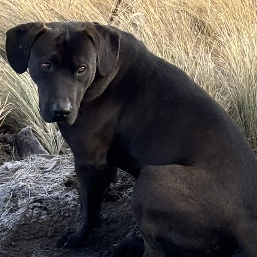 BLACKY | Raza Mestizo, Cruza De Labrador | Perdido