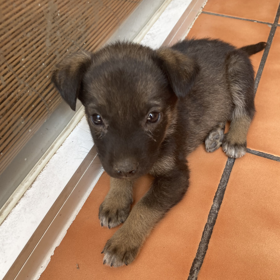 HERMOSA CACHORRITA | Raza Mestiza, cruza de Pastor Belga Malinois | En Adopción