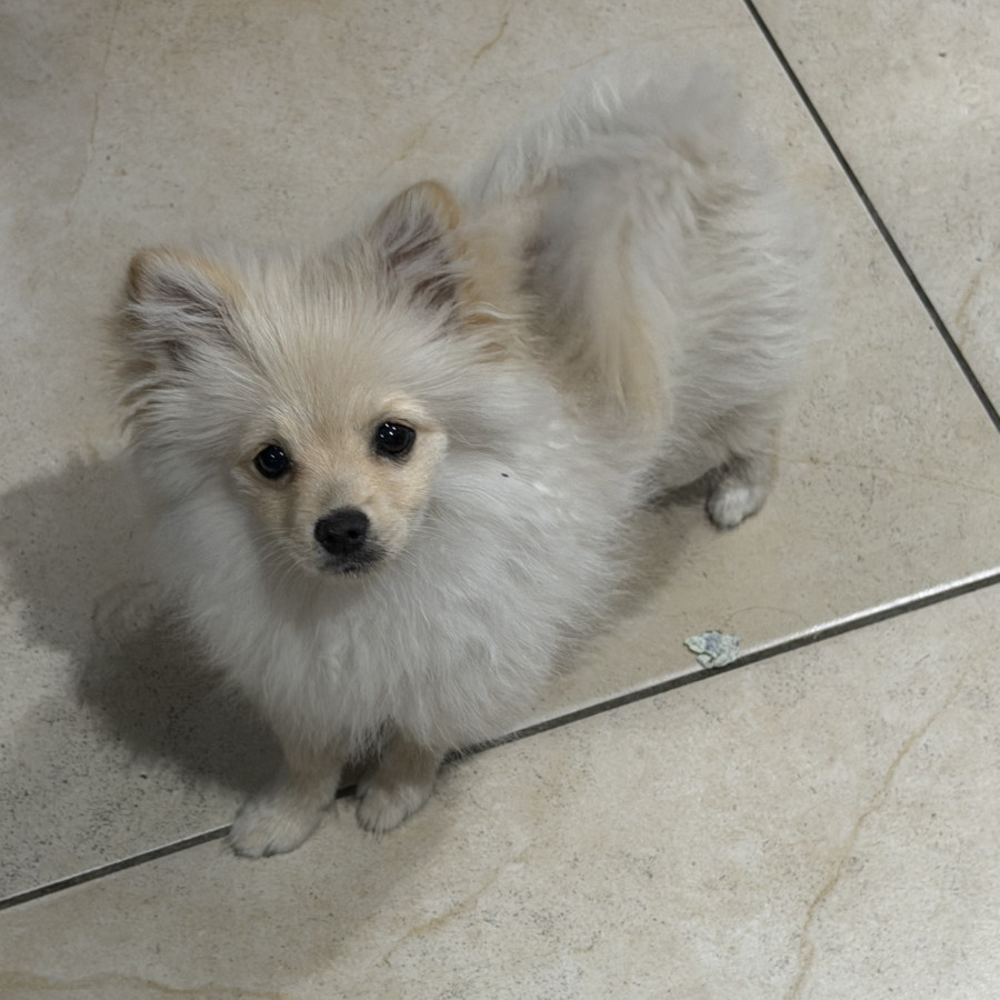 GIORGIO | Raza Pomerania | Perdido