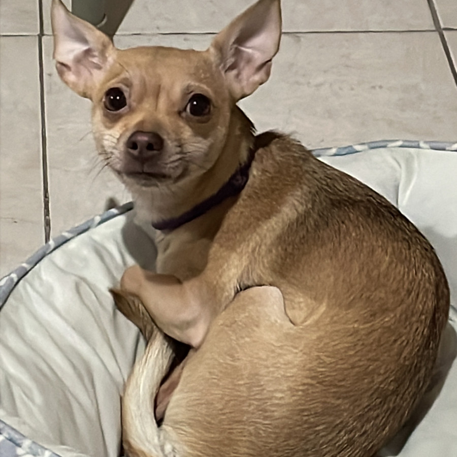 TATIANA | Raza Chihuahua | Perdida