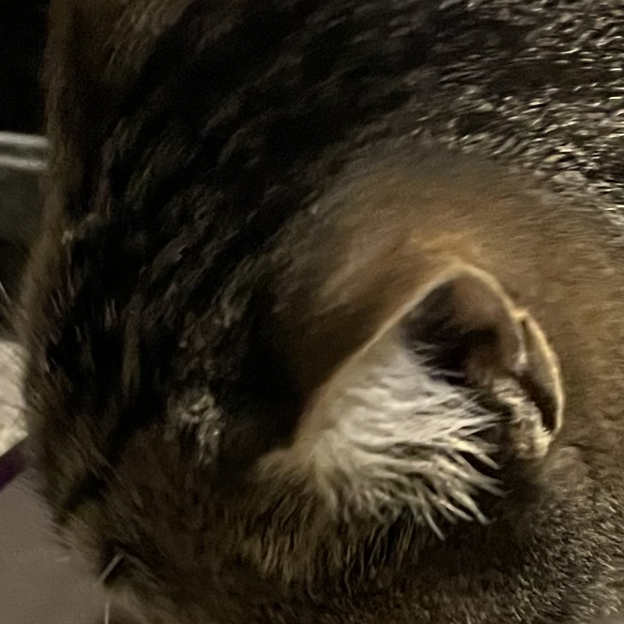 GRIS | Raza Doméstico Américano de Pelo Corto | Perdida