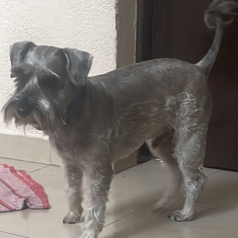 SCROGE | Raza Schnauzer | Final Feliz