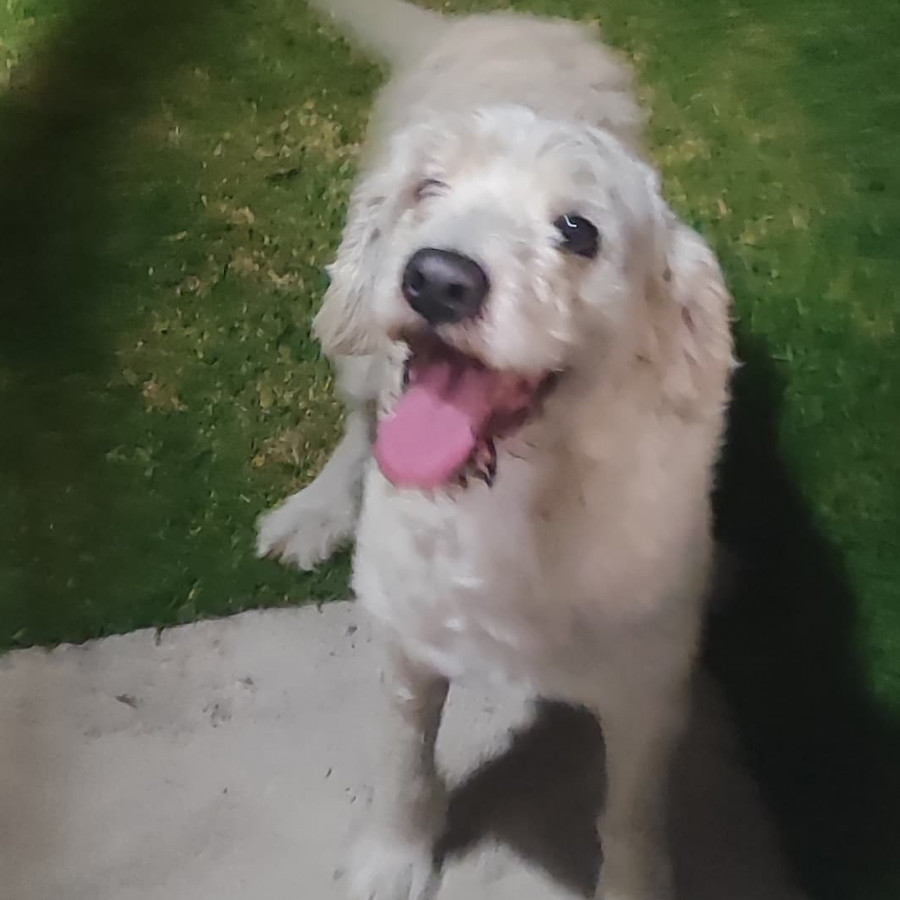  | Raza Mestizo | Encontrado