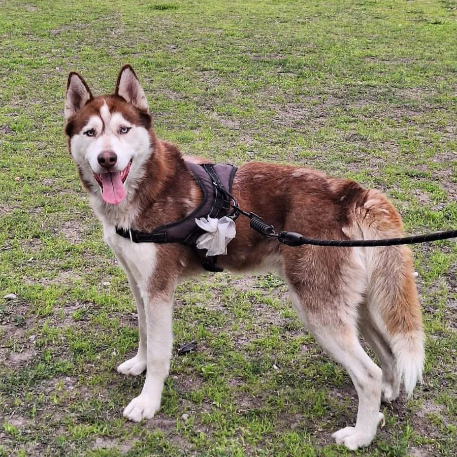 KENAI | Raza Husky Siberiano | Perdido