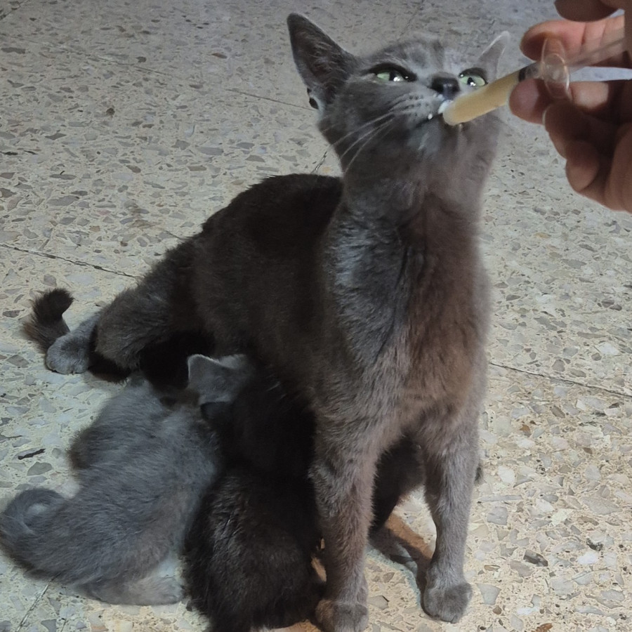 ENUI | Raza Ruso Azul | En Adopción
