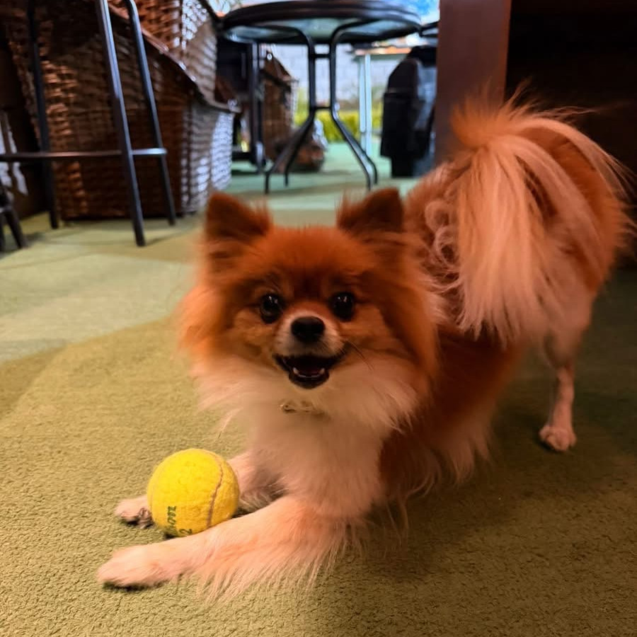 KIA | Raza Pomerania | Perdida