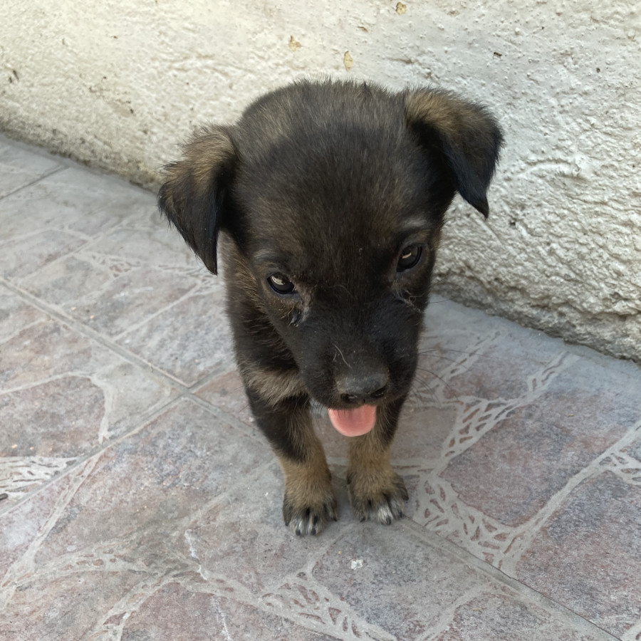 HERMOSA CACHORRITA | Raza Mestiza, cruza de Pastor Belga Malinois | En Adopción