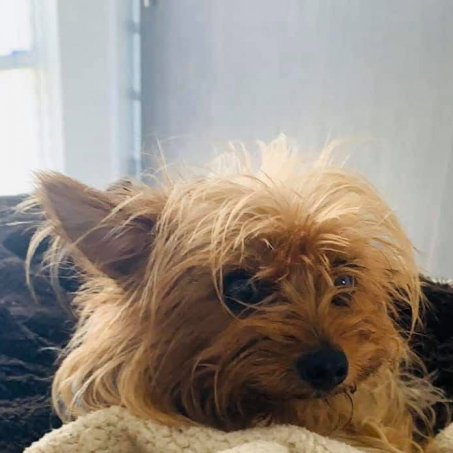 SOFÍA | Raza Yorkshire Terrier (Yorkie) | Perdida