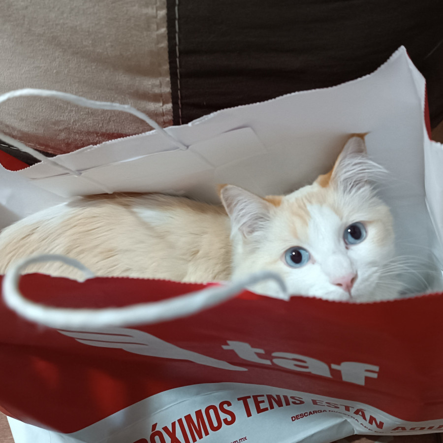 SHIRO | Raza Doméstico Americano de pelo semilargo | Perdido