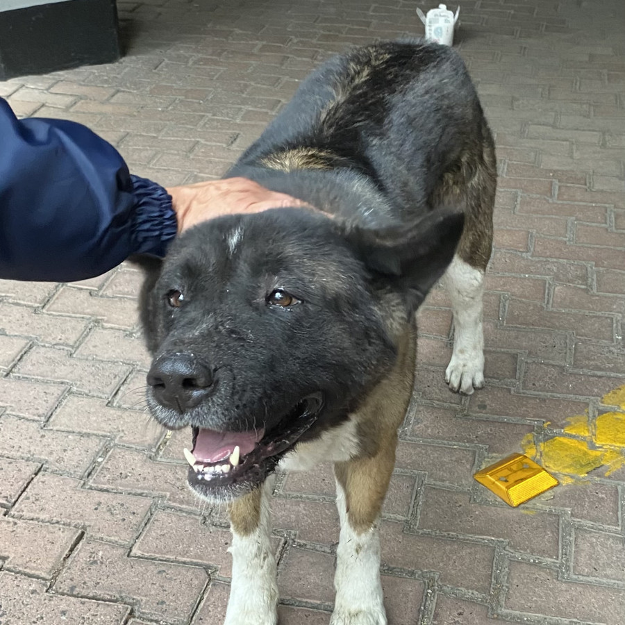  | Raza Akita Americano   | Encontrado