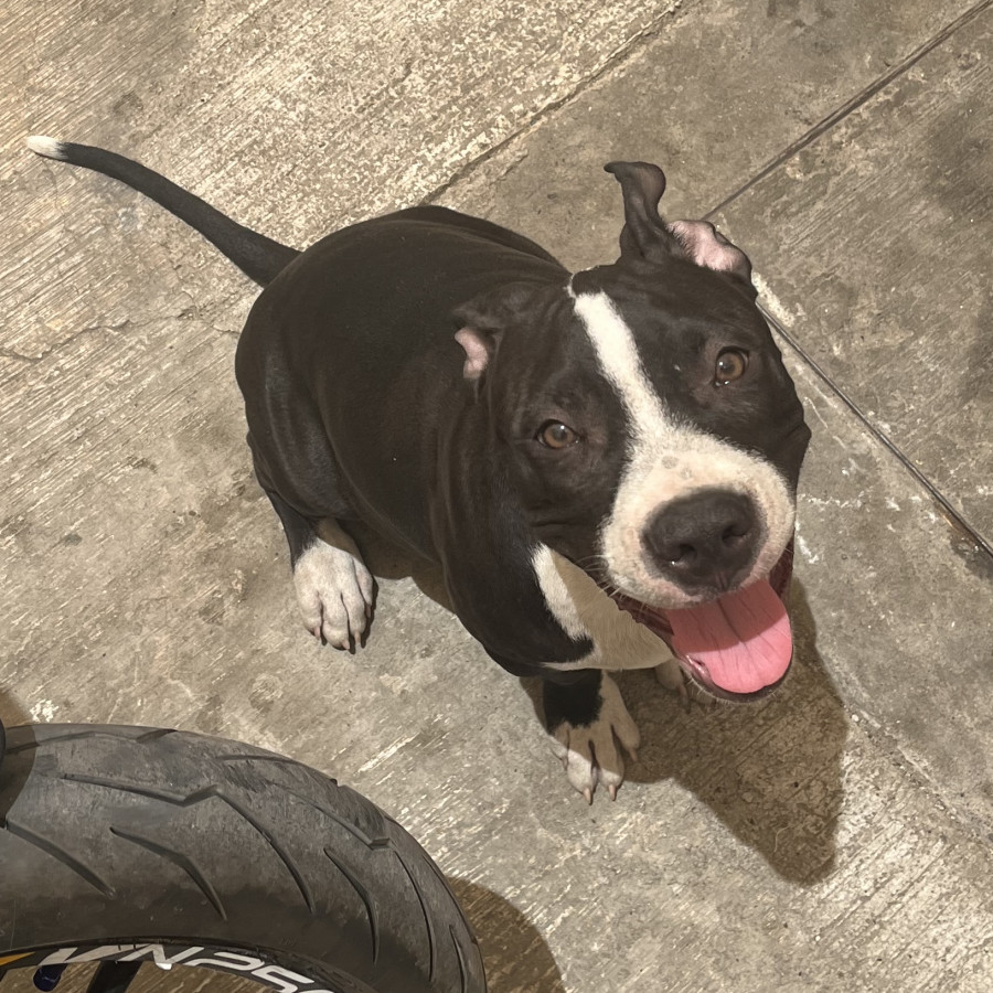 HAYA (JAYA) | Raza American Pitbull Terrier | Perdida