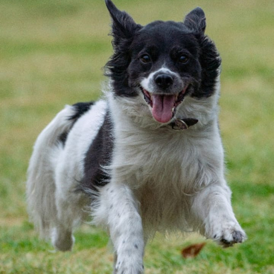 SHANTI | Raza Mestiza, cruza de Border Collie | Final Feliz