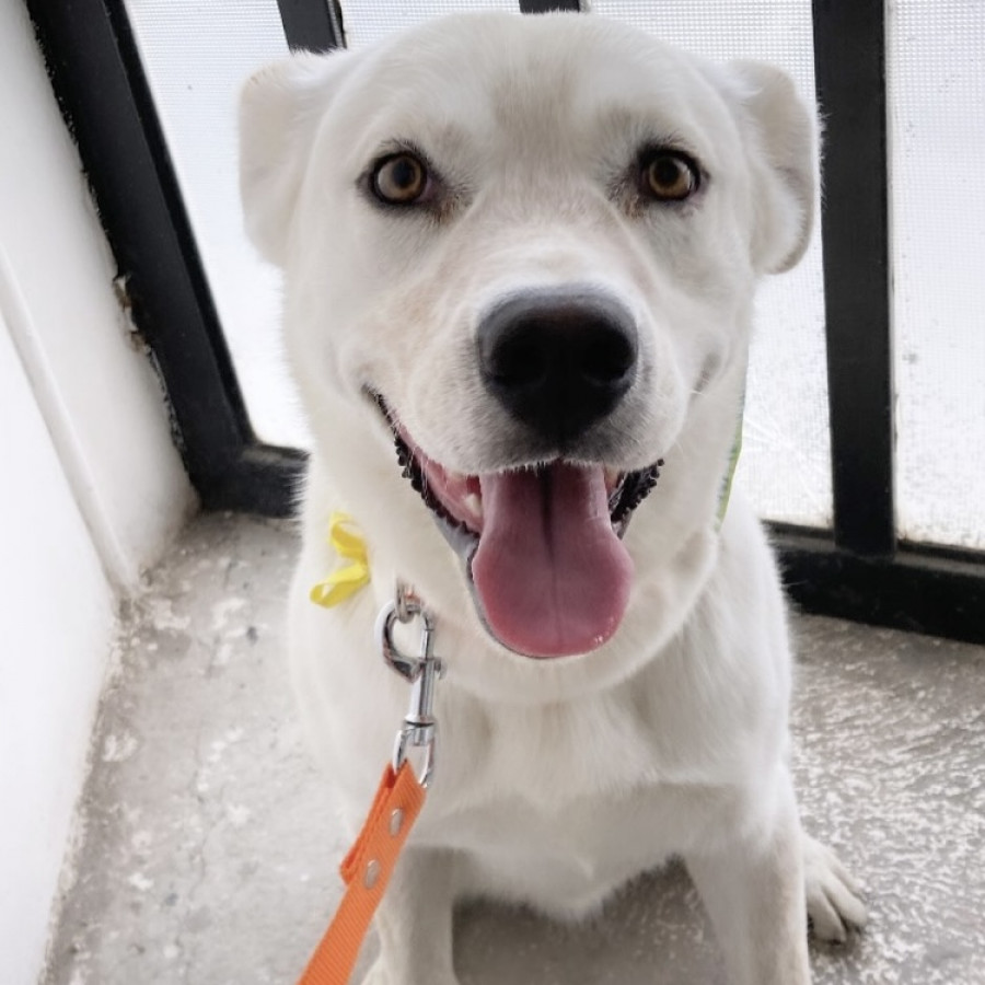 OLAF | Raza Mestizo, cruza de Labrador | En Adopción