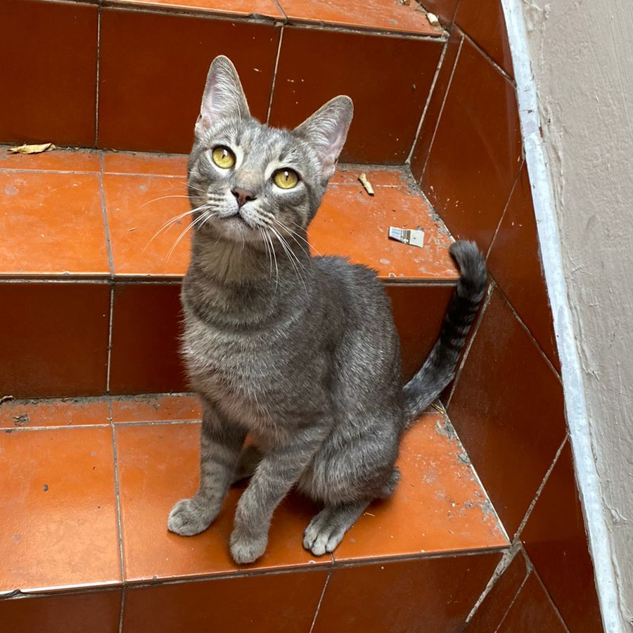  | Raza Doméstico Américano de Pelo Corto | Encontrado