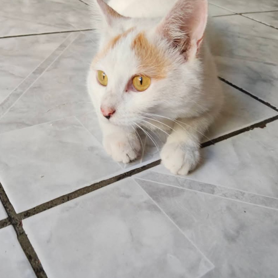COCO | Raza Calicó de pelo corto | Perdida