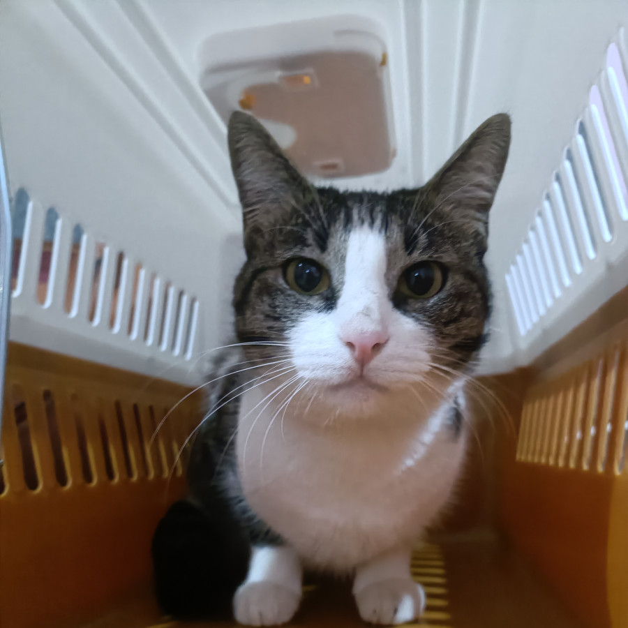 GUMMY O GUMARA | Raza Doméstico Américano de Pelo Corto | Perdida