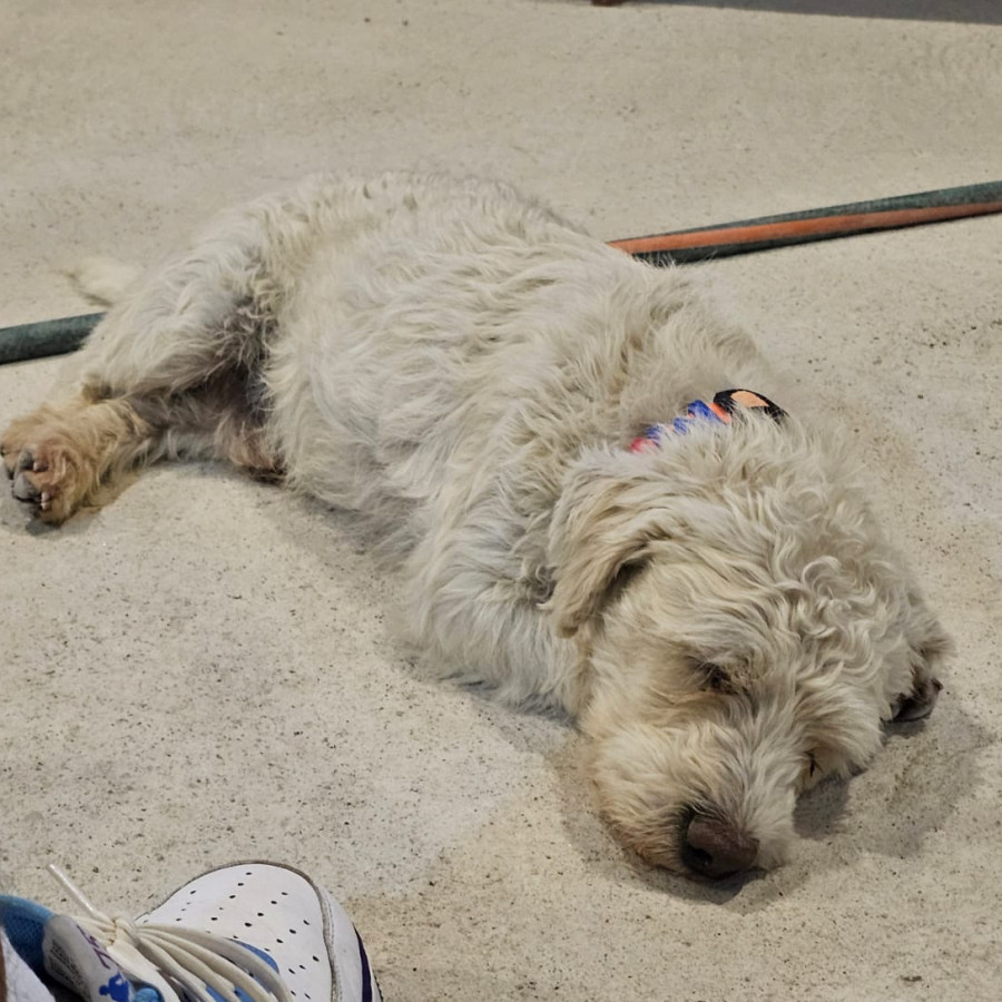 MINATO | Raza Mestizo, cruza de Maltés | Perdido