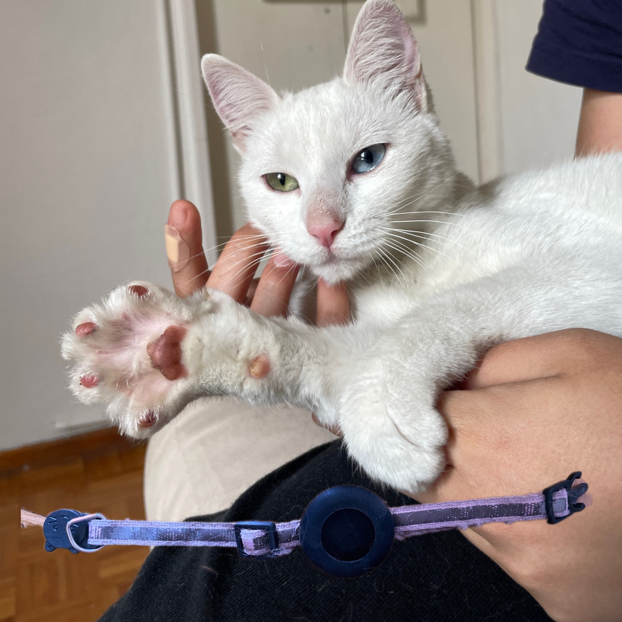  | Raza Khao Manee | Encontrada