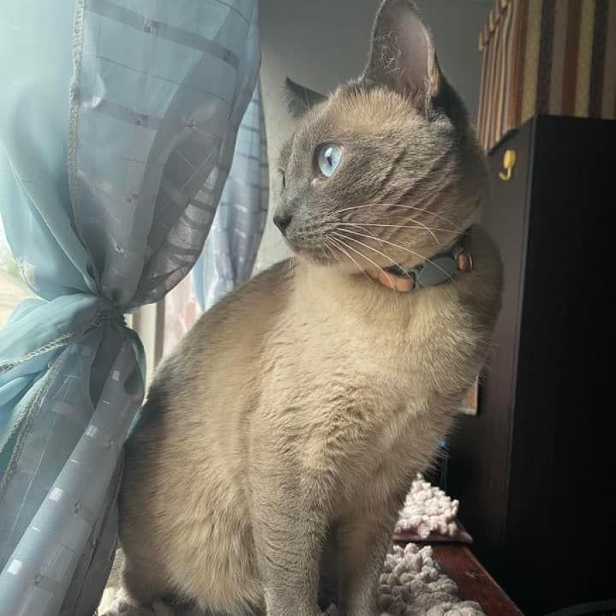 KIDA | Raza Siamés Punto Azul | Final Feliz