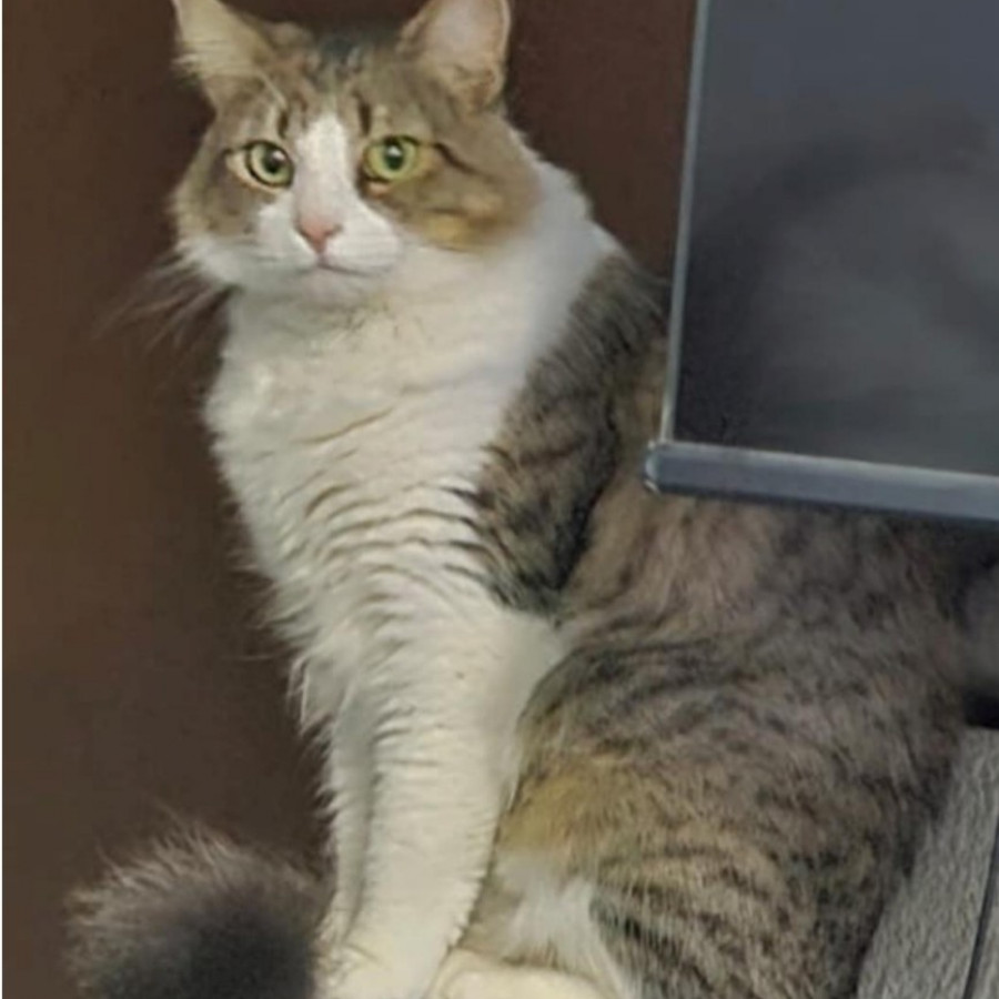 CARIÑO | Raza Doméstico Americano de pelo semilargo | Perdida