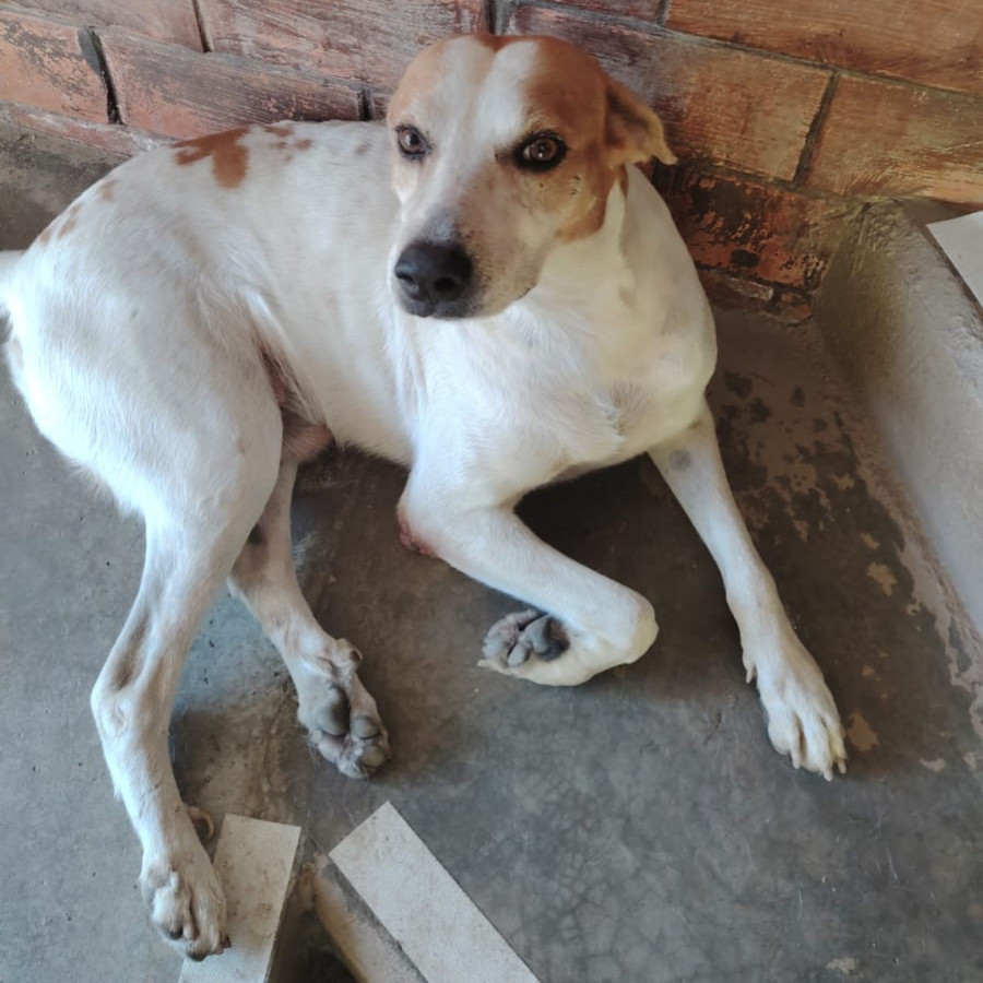 PINTO | Raza Mestizo | En Adopción