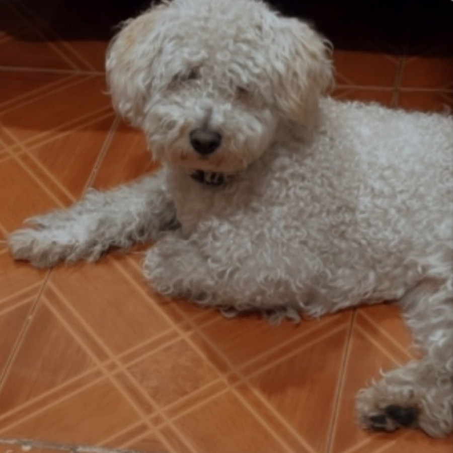 POLO | Raza Mestizo, cruza de French Poodle con Schnauzer,  (Schnoodle) | Perdido
