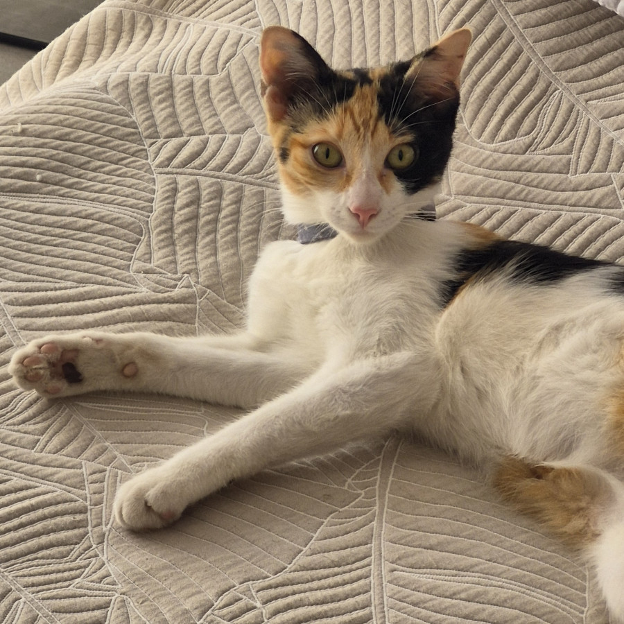 KIMI | Raza Calicó de pelo corto | Final Feliz