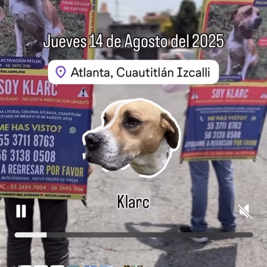 KLARC | Raza Mestizo,  cruza de American Pitbull Terrier | Final Feliz