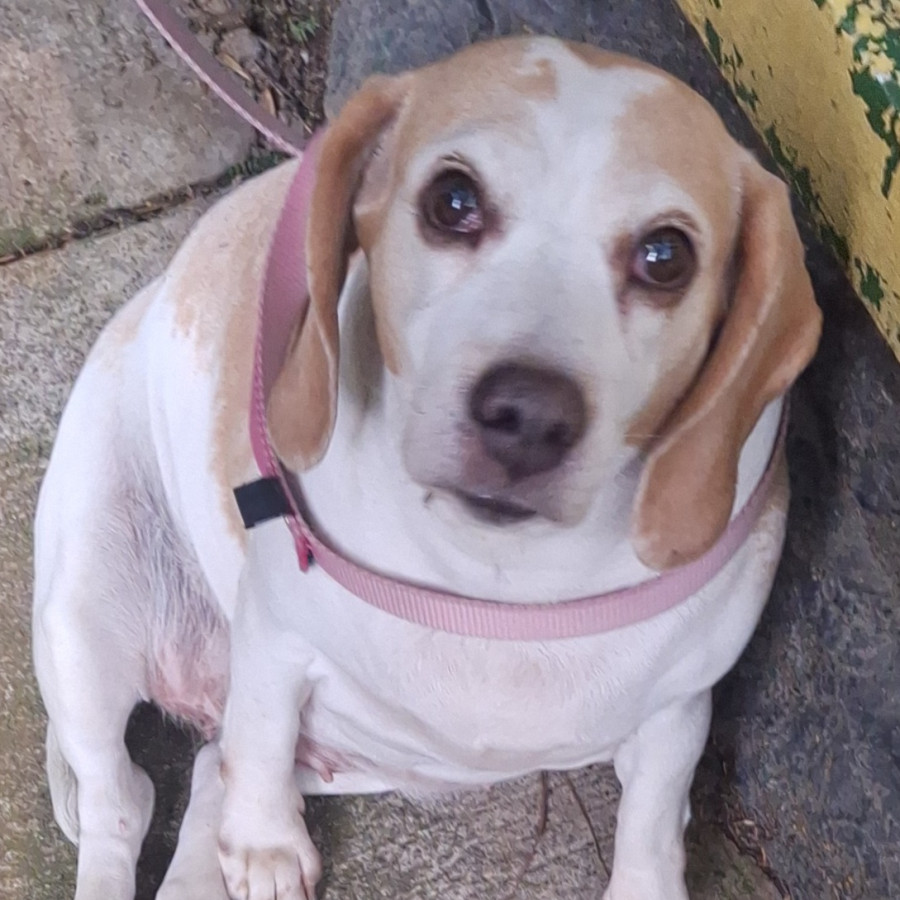  | Raza Beagle | Final Feliz