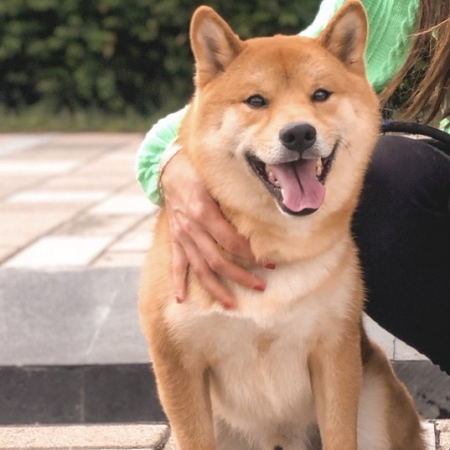 FOSTER | Raza Shiba Inú | Final Feliz